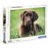 CLEMENTONI Chocolate Puppy High Quality Puzzle 500 Pieces