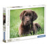 Фото #3 товара CLEMENTONI Chocolate Puppy High Quality Puzzle 500 Pieces