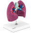 Фото #2 товара Model anatomiczny 3D płuca człowieka ze zmianami chorobowymi