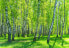 Vlies Fototapete Wald Birken Natur