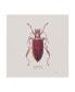 James Wiens Adorning Coleoptera VI Sq Claret Canvas Art - 27" x 33"