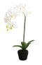 Orchidee getopft