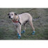 Фото #2 товара Healers Urban Walker Dog Boots - M/S - Teal - Machine Washable for Convenience