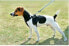 Фото #4 товара Шлейка для собак Zolux Szelki безопасности средняя