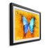 Gerahmtes Bild Common Morpho