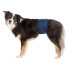 TRIXIE Male Dogs Belly Band 55-65 cm Синий, L - фото #2