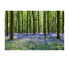 Mystical Bluebell Woodland Wandkunst