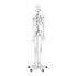 Model anatomiczny szkieletu człowieka 176 cm + Plakat anatomiczny