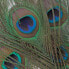 BAETIS Peacock Eyes