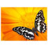 Фото #1 товара Tischset Schmetterling III (12er-Set)