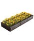 Фото #1 товара Raised Garden Bed Kit Outdoor Planter Box