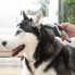 Фото #19 товара Щетка для чистки домашних животных с выдвижными щетинками InnovaGoods Groombot