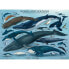 Фото #2 товара Puzzle Delfine und Wale 1000 Teile