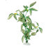 Фото #2 товара FERPLAST F69089000 3.5x2x10 cm Aquarium Silk Plant