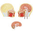 Фото #4 товара Model anatomiczny 3D tułowia człowieka z wyjmowanymi organami