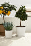 Large Plant Pot and Saucer