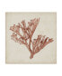 Фото #1 товара Naomi Mccavitt Seaweed Specimens XIII Canvas Art - 15" x 20"