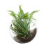 Terrarium Mit Farn