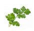 Фото #4 товара Véritable 3760262511023 - Edible plant - Parsley - Refill - Fast grower (3-5 weeks)