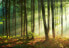 Vlies Fototapete Wald Sonne Natur