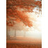 Фото #1 товара Fototapete Wald im Herbst