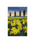 Фото #1 товара Alan Majchrowicz Skagit Valley Daffodils I Canvas Art - 37" x 49"