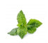 Véritable 3760262511085 - Edible plant - Mint - Refill - Medium-fast grower (5-8 weeks)