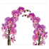 Фото #1 товара Multi-Platte Orchideenblüte