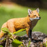 Фото #7 товара Фигурка Safari Ltd Red Fox Figure Wild Safari (Дикая Сафари)
