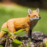 SAFARI LTD Red Fox Figure