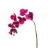 Orchidee Phalaenopsis Forever