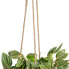 Фото #5 товара Декоративное растение 33 x 33 x 24 cm Белый Зеленый PVC