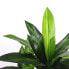 Фото #4 товара Искусственные цветы MICA Decorations Dracaena