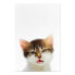 Фото #2 товара Wandbild Vexed Cat