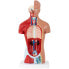 Фото #4 товара Model anatomiczny 3D tułowia człowieka