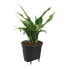 Plant pot Elho Black polypropylene Circular Modern