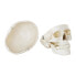 Фото #5 товара Model anatomiczny ludzkiej czaszki w skali 1:1 + Zęby 3 szt.
