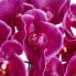 Фото #8 товара Искусственные цветы IBBE DESIGN фиолетовая орхидея 42 см