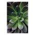 Фото #2 товара Wandbild Succulent Single