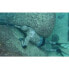 Фото #2 товара PICASSO Thermal Skin Spearfishing 5 mm