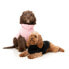 FUZZYARD Turtle Teddy Dog Sweater