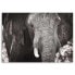Фото #3 товара Wandbild Elefant Afrika Schwarz und Weiß