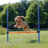 Фото #1 товара Аксессуар для амуниции и дрессировки собак TRIXIE Палка тренировочная 129х115 см