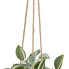 Decorative Plant 24 x 35 x 25 cm White Green PVC
