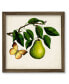 Фото #1 товара Fruit with Butterflies I 18" x 18" Framed Canvas Wall Art