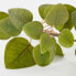 Фото #3 товара Искусственные цветы MICA Decorations Eukalyptus Карликовый