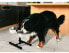 Фото #2 товара Миска для собак Zolux Zestaw 2 миски 24.5 см 2.75 л + стойка регулируемая