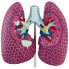 Фото #4 товара Model anatomiczny 3D płuca człowieka ze zmianami chorobowymi