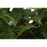 Фото #5 товара Дерево Home ESPRIT полиэстер Деревянный 100 x 100 x 185 cm