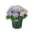 Фото #2 товара Горшок для цветов: Elho Green Basics Cilinder 55 Blumenkasten Grn 54 x H 41 cm Auenbereich 100 % recycelt